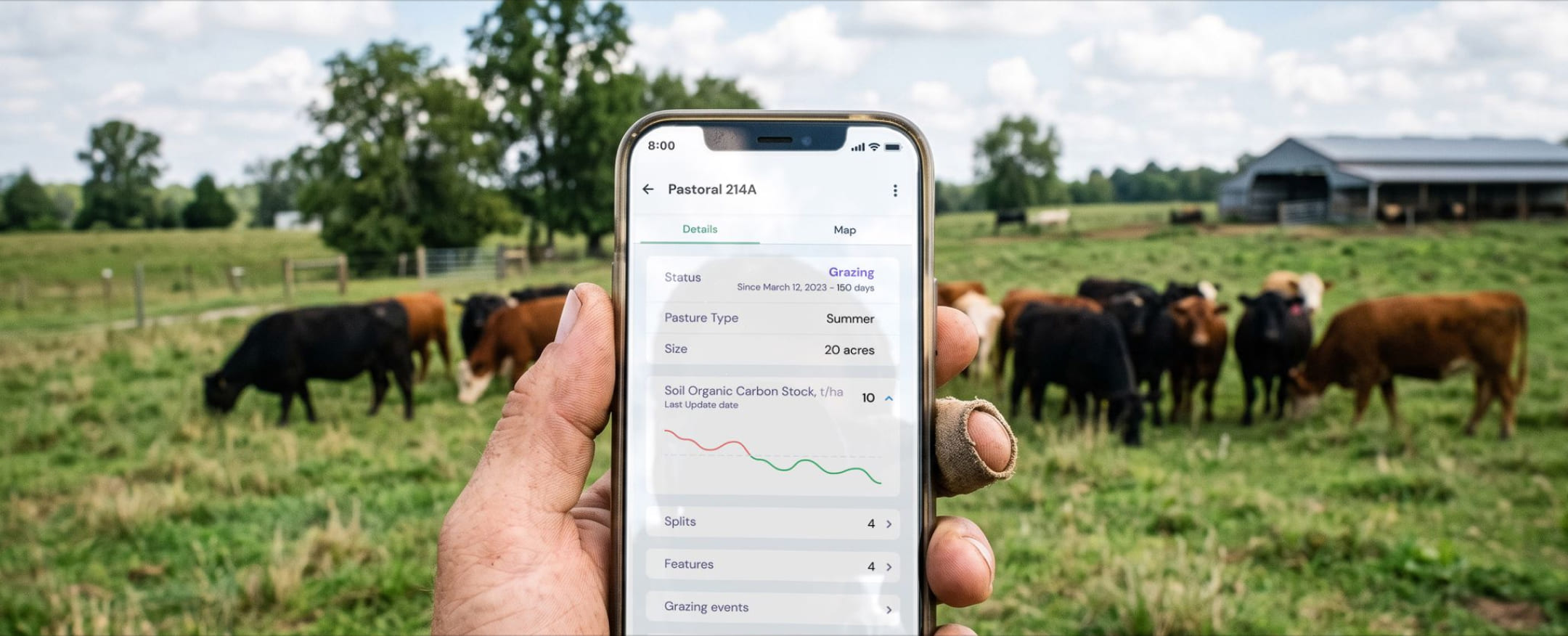 The Pastoral app showing grazing status and soil organic carbon for a pasture, held up in front of the herd it describes